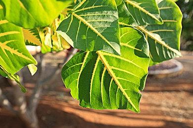 制作人解释为何首先重制《女神异闻录3》：玩家呼声最高